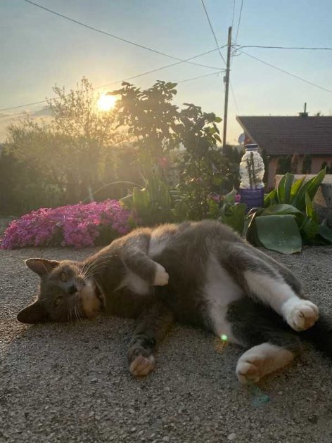 Mirza